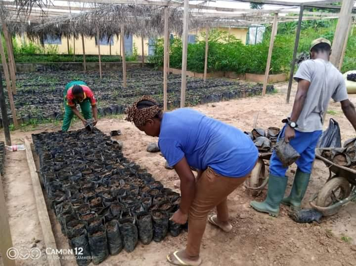 Launch of a nursery of 1,500 trees in the village of South and Center region of Cameroon, by the POP Youth Mentor Jean Félix EBO’O