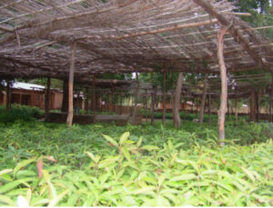 Grafting mango seedlings: Malawi