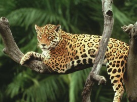 Jaguar in a tree, Brazil